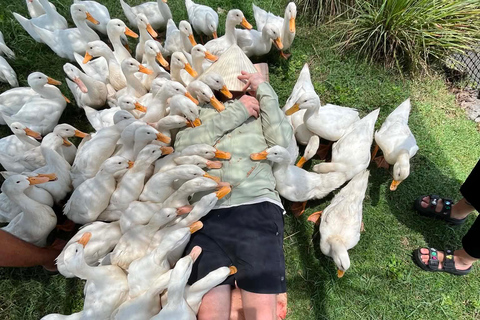 Hoi An: Funny Duck Stop Countryside Fun Farm Visit