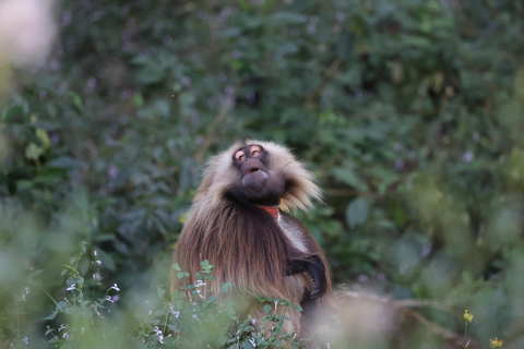 Addis Ababa: Debre Libanos Wildlife Tour