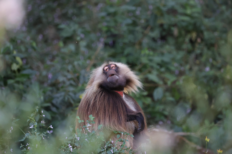 Addis Ababa: Debre Libanos Wildlife Tour