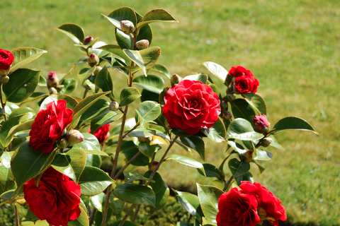 From Paris: Versailles Full-Day Guided Tour with Lunch Group Tour with Meeting Point