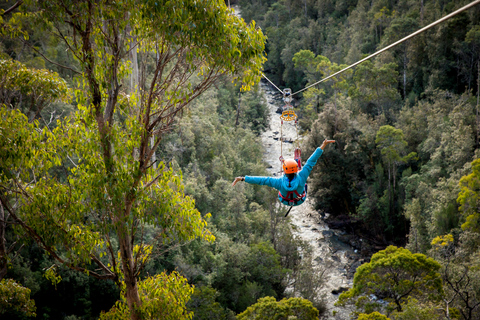 Launceston: Hollybank Forest Treetop Zip Lining with Guide