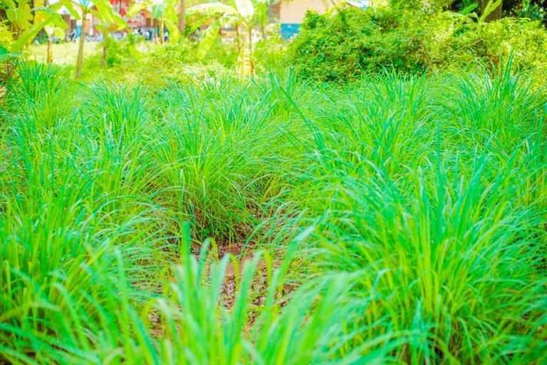 Zanzibar: Privat kryddodlingstur med lokal guide.Det här alternativet inkluderar upphämtning från hotell i Stone Town.