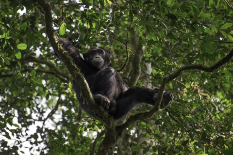 Uganda: 7-dniowa wycieczka, aby zobaczyć goryle, szympansy i duże koty