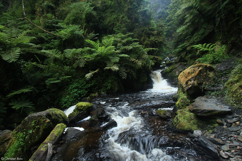 Kigali: 2-Day Nyungwe Canopy Walk, Zipline & Waterfall Tour