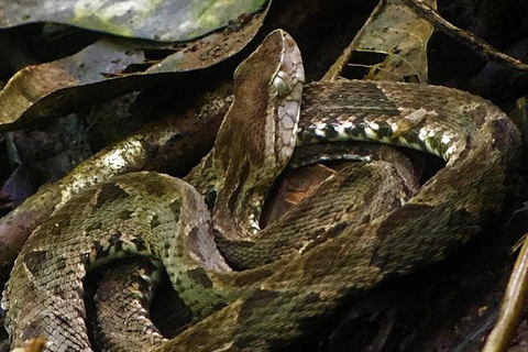 Manuel Antonio: Wildlife en Strand Tour in Nationaal ParkGroepsrondleiding (toegang tot park NIET inbegrepen)