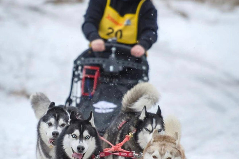 Near Warsaw: Spend Time with Three Adventurous Huskies