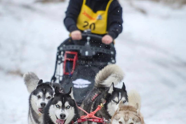 Near Warsaw: Spend Time with Three Adventurous Huskies