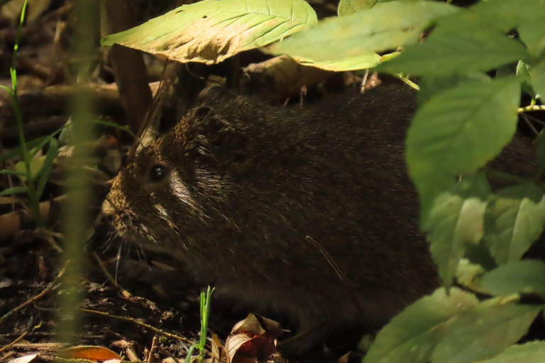 Birdwatching in Bogotá wetlands with Bakata Pajarera