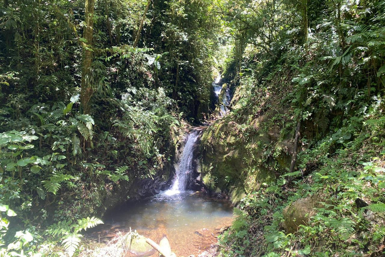 Monteverde: Cloud Forest Guided Walk