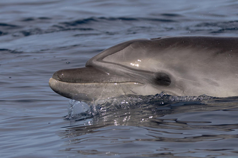 Depuis Can Picafort : Observation des dauphins et excursion en bateau dans les grottes