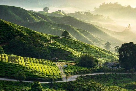 From Penang: Cameron Highlands Refreshing Private Day Tour