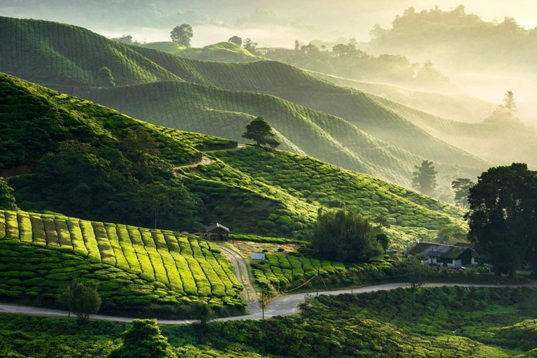 From Penang: Cameron Highlands Refreshing Private Day Tour