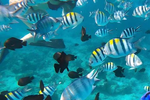 ZANZIBAR : Safari Blue Honeymoon tourExcursion sans prise en charge et retour à l'hôtel