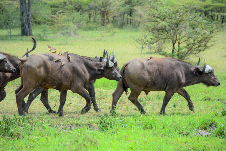 Depuis Zanzibar : Safari de nuit dans le Selous G.R. avec volssafari partagé