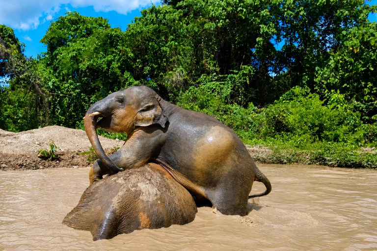From Bangkok: Pattaya Ethical Elephant Sanctuary Day Trip