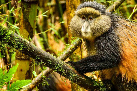 2 Day Golden Monkey Trekking and Dian Fossey Tomb Visit