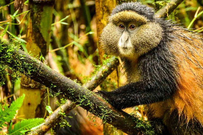 2 Day Golden Monkey Trekking and Dian Fossey Tomb Visit
