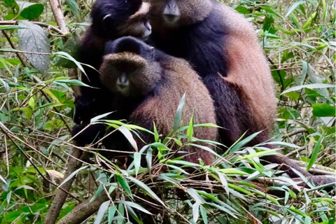 Kigali: 2-Day Nyungwe Rainforest Adventure with Zipline
