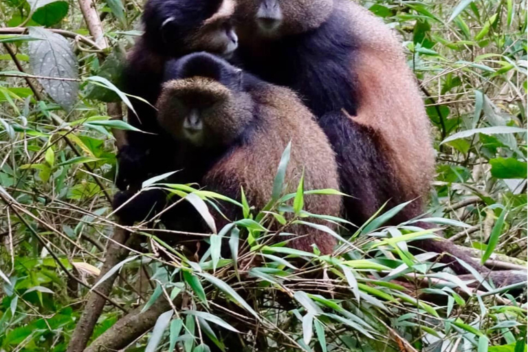 Kigali: 2-Day Nyungwe Rainforest Adventure with Zipline