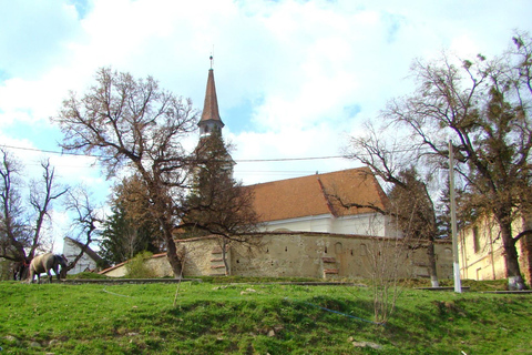 Saxon Villages Tour: Viscri, Rupea Fortress, Criț & Saschiz