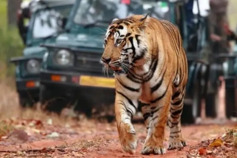 Circuit privé avec nuitée : Jaipur - Safari des tigres de Ranthambore
