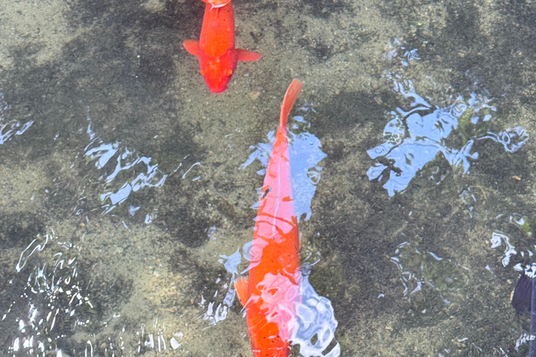 Kanazawa: Shirakawago, Gokayama, and Takayama Full Day Trip