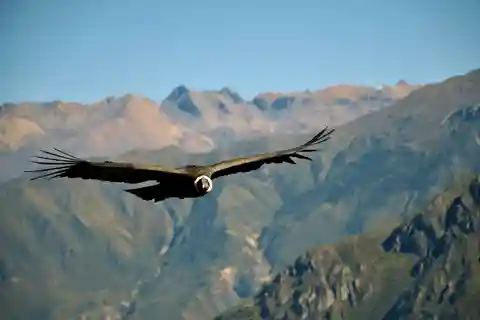 Circuit de 2 jours au Canyon de Colca à Arequipa avec fin à Puno