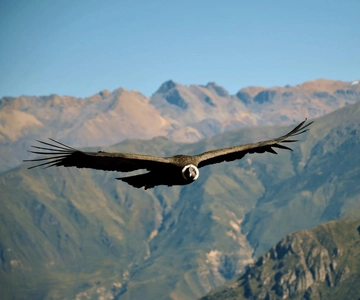 2-Day Tour Colca Canyon in Arequipa with end in Puno