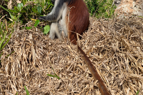 桑给巴尔石头城徒步导览和乔扎尼森林