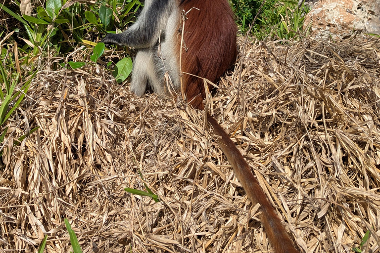 桑给巴尔石头城徒步导览和乔扎尼森林