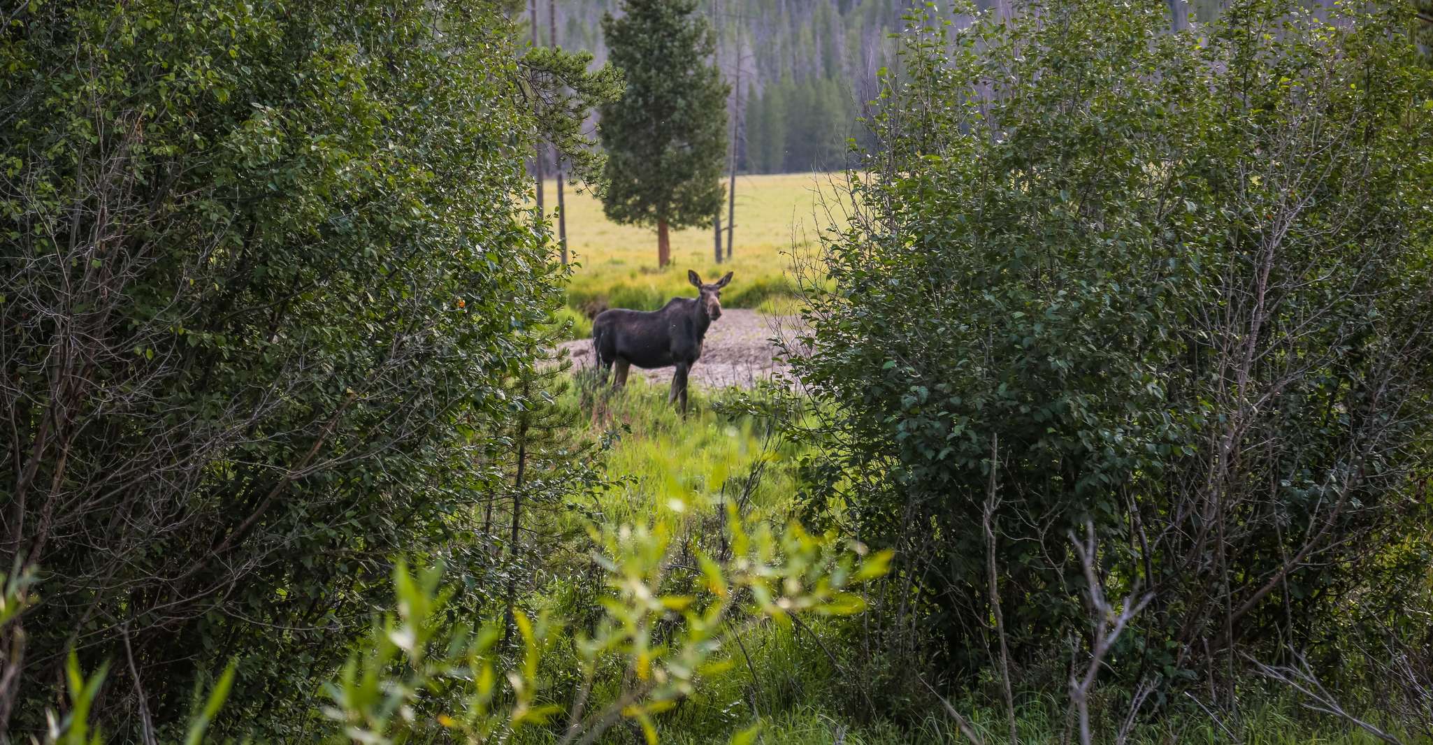 Rocky Mountain, Private Guided Day Tour from Denver/Boulder - Housity