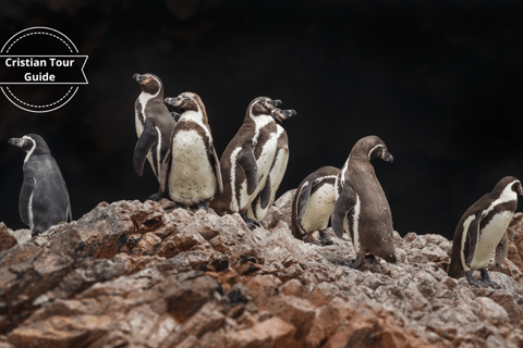 From Lima: Excursion Oasis de Huacachina, Islas Ballestas! From Lima: Paracas, Huacachina, and Ballestas Islands Day …