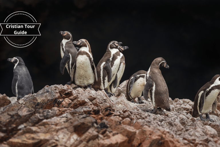 From Lima: Excursion Oasis de Huacachina, Islas Ballestas! From Lima: Paracas, Huacachina, and Ballestas Islands Day …