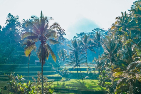 Bali: Visita guiada aos templos, cascatas e terraços de arrozTour de um dia com guia de turismo