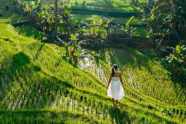 Bali: Temples, waterfall, and Rice Terrace Guided Tour Day Tour with Guided