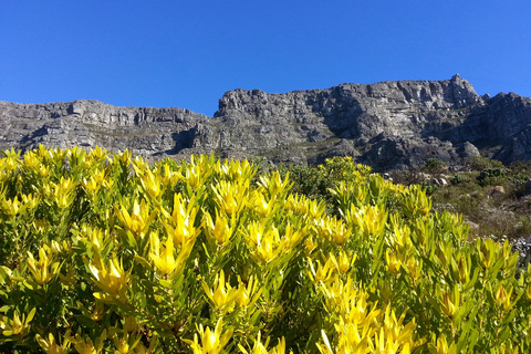 Cape Town: the Mountain, the Garden and the Vineyard