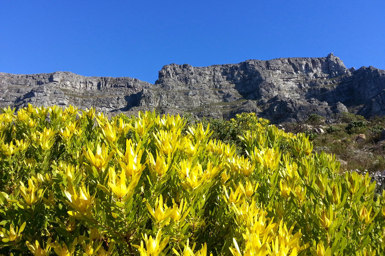 Cape Town: the Mountain, the Garden and the Vineyard