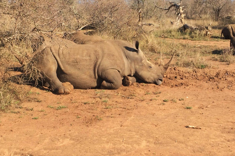 Maputo: 2-Day Hlane National Park Adventure