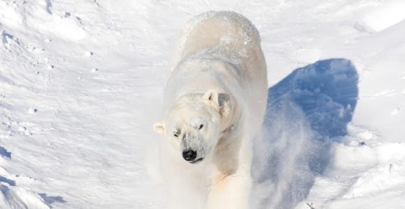 Ranua: Wildlife Park Entrance Ticket