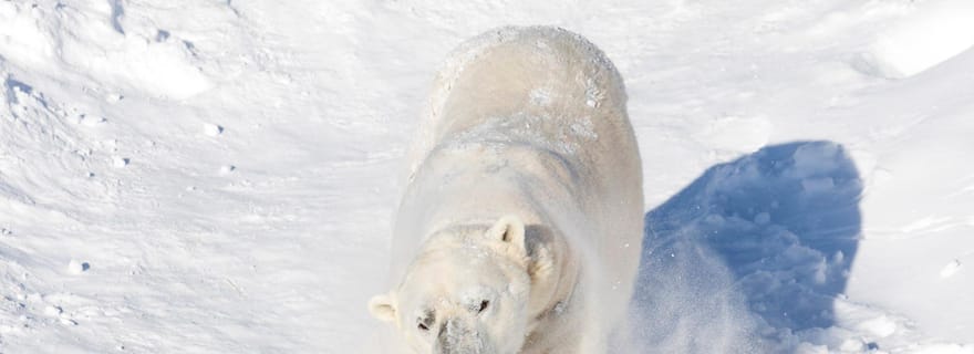 Ranua : Billet d'entrée au parc animalier