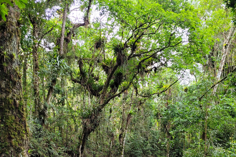 CAMINHO DO OURO - Guided tour Atlantic Forest, Waterfalls, Stories.