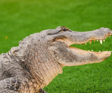 Miami: Wild Everglades Airboat Ride and Gator Encounters