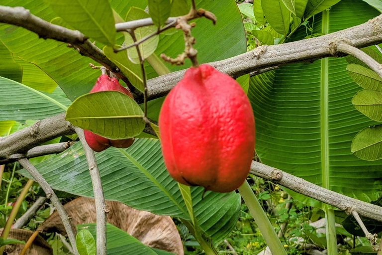 Negril: Jamaican Roots Tropical Farm Tour (2.5 hr w/ pickup)