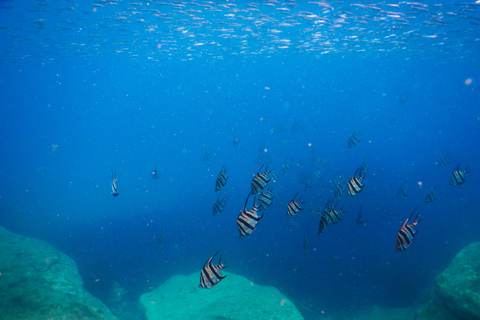 Snorkel Sydney’s Stunning Marine Reserve on a Private Tour