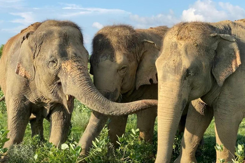 From Delhi: Day Trip to Taj Mahal, Agra Fort & Elephant SOS Car + Guide + Entrance Tickets