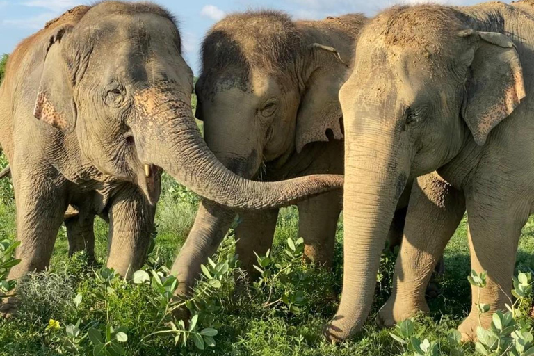 From Delhi: Day Trip to Taj Mahal, Agra Fort & Elephant SOS Car + Guide + Entrance Tickets