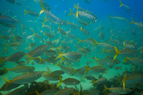 Snorkel Sydney’s Stunning Marine Reserve on a Private Tour