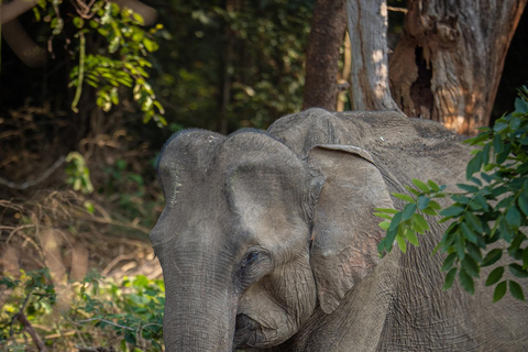 From Bentota - Yala National Park Full Day Safari Tour