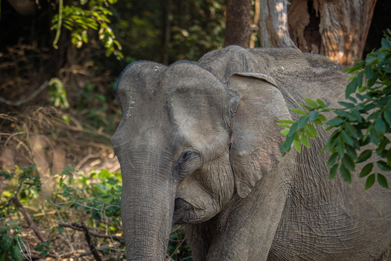 From Bentota - Yala National Park Full Day Safari Tour