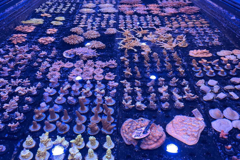 Port Douglas: Forever Reef Project Coral Biobank Guided Tour